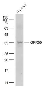 GPR55 Antibody in Western Blot (WB)