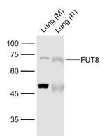 FUT8 Antibody in Western Blot (WB)