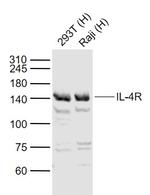 IL-4R Antibody in Western Blot (WB)