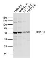 HDAC1 Antibody in Western Blot (WB)