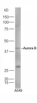 Aurora A/B/C Antibody in Western Blot (WB)