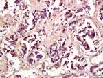 Phospho-eIF4E (Ser209) Antibody in Immunohistochemistry (Paraffin) (IHC (P))