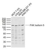 FAK Isoform 5 Antibody in Western Blot (WB)