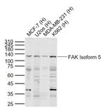 FAK Isoform 5 Antibody in Western Blot (WB)