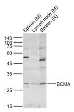 BCMA Antibody in Western Blot (WB)