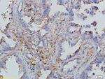 CCL19/MIP-3 beta Antibody in Immunohistochemistry (Paraffin) (IHC (P))