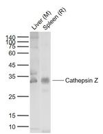 Cathepsin Z Antibody in Western Blot (WB)