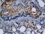 TNFSF4/CD252 Antibody in Immunohistochemistry (Paraffin) (IHC (P))