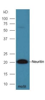 Neuritin Antibody in Western Blot (WB)