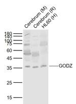 GODZ Antibody in Western Blot (WB)