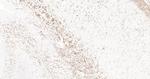 MBP Antibody in Immunohistochemistry (Paraffin) (IHC (P))