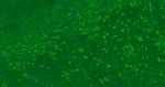 MBP Antibody in Immunohistochemistry (Paraffin) (IHC (P))