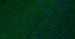 MBP Antibody in Immunohistochemistry (Paraffin) (IHC (P))
