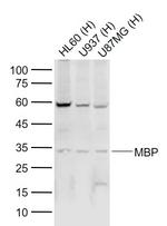 MBP Antibody in Western Blot (WB)