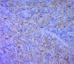 CD5L/Api6 Antibody in Immunohistochemistry (Paraffin) (IHC (P))