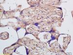 K14 protein Antibody in Immunohistochemistry (Paraffin) (IHC (P))