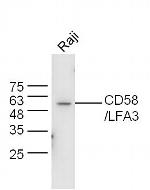 CD58/LFA-3 Antibody in Western Blot (WB)