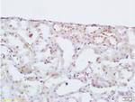 HOXA10 Antibody in Immunohistochemistry (Paraffin) (IHC (P))