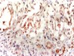 AQP7 Antibody in Immunohistochemistry (Paraffin) (IHC (P))