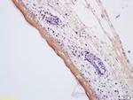 AQP7 Antibody in Immunohistochemistry (Paraffin) (IHC (P))
