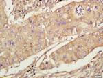 CD44 Antibody in Immunohistochemistry (Paraffin) (IHC (P))