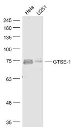 GTSE-1 Antibody in Western Blot (WB)