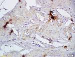 CD72/Ly-32 Antibody in Immunohistochemistry (Paraffin) (IHC (P))
