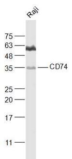 CD74 Antibody in Western Blot (WB)