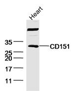 CD151 Antibody in Western Blot (WB)