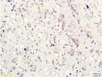 CD160/By55 Antibody in Immunohistochemistry (Paraffin) (IHC (P))