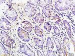 CD163/M130 Antibody in Immunohistochemistry (Paraffin) (IHC (P))