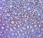 GLUT12 Antibody in Immunohistochemistry (Paraffin) (IHC (P))