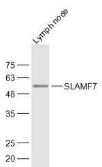 SLAMF7/CD319/CS1 Antibody in Western Blot (WB)