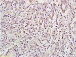 NRSF/REST Antibody in Immunohistochemistry (Paraffin) (IHC (P))