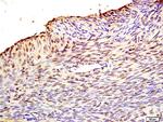 Fbx32 Antibody in Immunohistochemistry (Paraffin) (IHC (P))