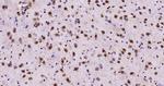 JNK1+2+3 Antibody in Immunohistochemistry (Paraffin) (IHC (P))