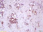 IL-17RC/IL-17RL Antibody in Immunohistochemistry (Paraffin) (IHC (P))