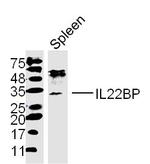 IL22RA2 Antibody in Western Blot (WB)