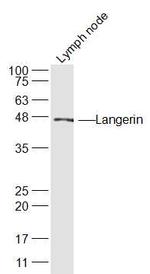 Langerin/CD207 Antibody in Western Blot (WB)