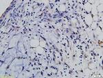 SLAMF6 Antibody in Immunohistochemistry (Paraffin) (IHC (P))