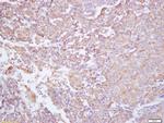 NGR2 Antibody in Immunohistochemistry (Paraffin) (IHC (P))