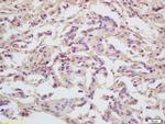 MCM5 Antibody in Immunohistochemistry (Paraffin) (IHC (P))