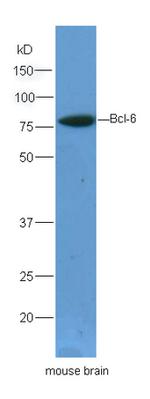 Bcl6 Antibody in Western Blot (WB)