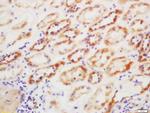 GSTp1 Antibody in Immunohistochemistry (Paraffin) (IHC (P))