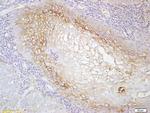 MCSF Receptor Antibody in Immunohistochemistry (Paraffin) (IHC (P))