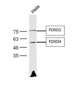 FOXO1 + FOXO4 Antibody in Western Blot (WB)