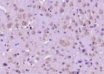 GRB10 Antibody in Immunohistochemistry (Paraffin) (IHC (P))