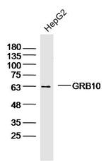 GRB10 Antibody in Western Blot (WB)