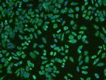 KLF2 Antibody in Immunocytochemistry (ICC/IF)