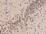 KLF2 Antibody in Immunohistochemistry (Paraffin) (IHC (P))